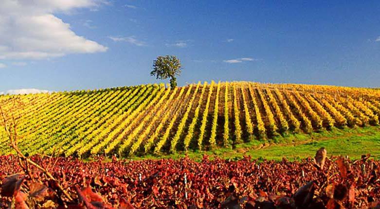 Le Sode di Sant’Angelo: in Corciano, promoting its territory through its wine