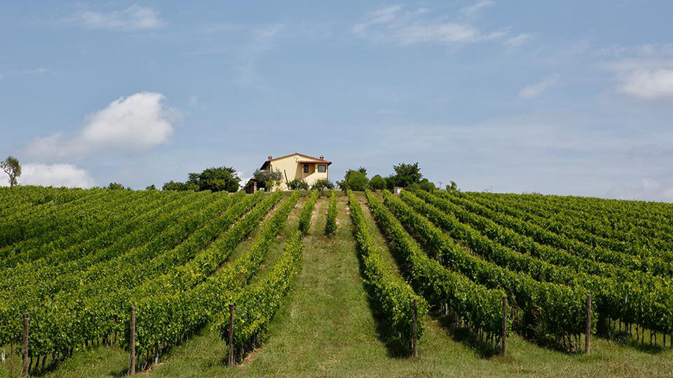 Sode di Sant’Angelo: an eye on the vineyard, a thought for the grape harvest